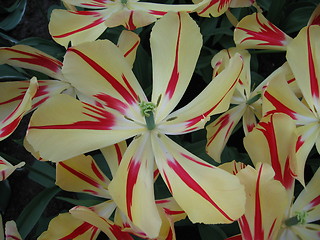 Image showing striped tulips