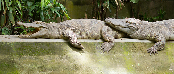 Image showing Crocodiles resting in the sun