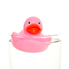 Image showing Pink duck