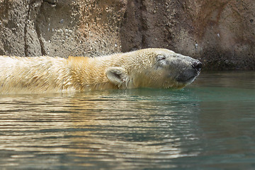 Image showing Close-up of a polarbear (icebear) 