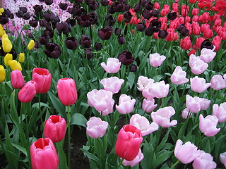 Image showing Mingling tulips