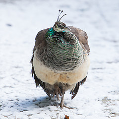 Image showing Female peacock standing in the snow