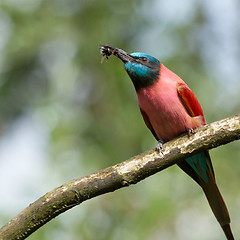 Image showing Northern Carmine Bee-Eater