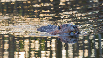 Image showing Canadian Beaver (Castor canadensis) in the water