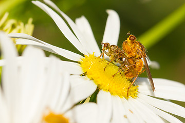 Image showing Flies mating on a white flower