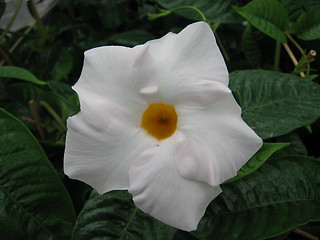 Image showing white flower