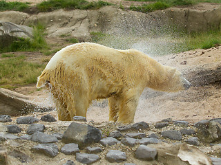 Image showing Close-up of a polarbear (icebear) 