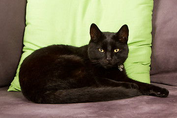 Image showing Black cat isolated 