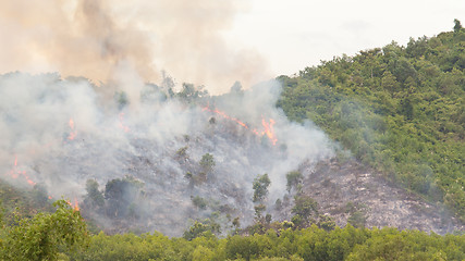 Image showing Starting forrest fire with lots of smoke