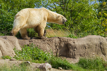 Image showing Close-up of a polarbear in capticity 