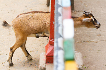 Image showing Goat looking through a fence 