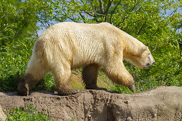 Image showing Close-up of a polarbear (icebear) 