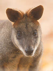 Image showing Close-up swamp wallaby