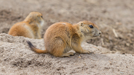 Image showing Prairie dog