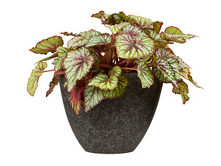 Image showing Coleus Verschaffeltii in a pot isolated