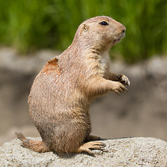 Image showing Prairie dog