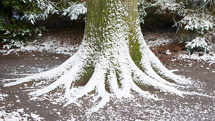 Image showing Tree covered in snow