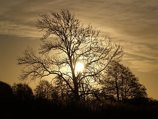 Image showing Trees in silhuette