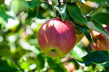 Image showing Apple on tree