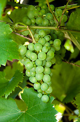 Image showing Wine Grapes