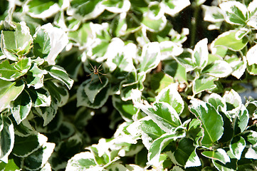 Image showing spider in front of colorful leaves