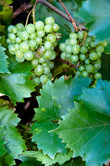 Image showing Wine Grapes