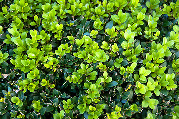 Image showing Buxus Sempervireus