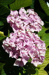 Image showing Hortensia flower
