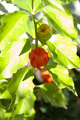 Image showing Chinese Lantern Plant