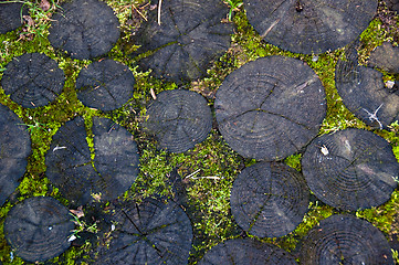 Image showing Mossy Log