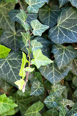 Image showing Poison Ivy