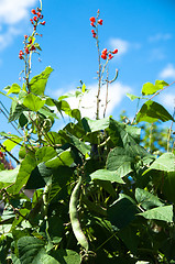 Image showing Runner Beans