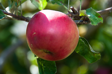 Image showing Apple on tree