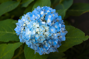 Image showing Beautiful blue Hortensia