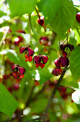 Image showing European spindle tree - Euonymus Europaeus