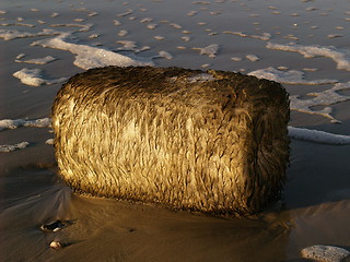 Image showing Hairy container