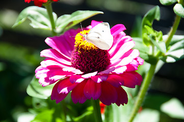 Image showing White Butterfly On Flower