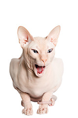 Image showing Don Sphinx (DONSPHINX) cat. Isolated on white background. 