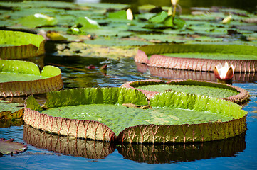 Image showing Victoria Regia -  Water lilies