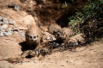 Image showing Meerkats playing