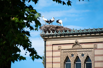 Image showing Stork Family