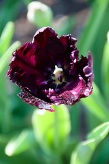 Image showing Purple Tulip in Garden