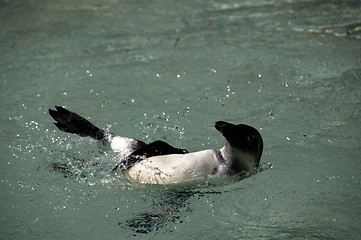 Image showing Penguin