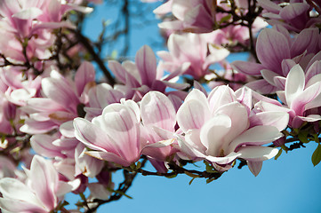 Image showing Magnolia blossom