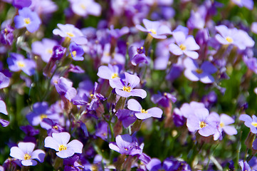 Image showing Forget Me Not