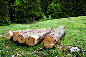 Image showing Freshly cut tree logs