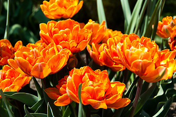 Image showing Red Orange Tulips garden