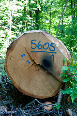 Image showing Cut Down Tree