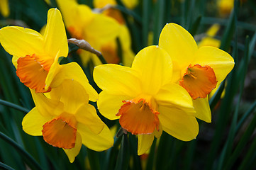 Image showing Daffodils in Spring