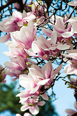 Image showing Magnolia blossom